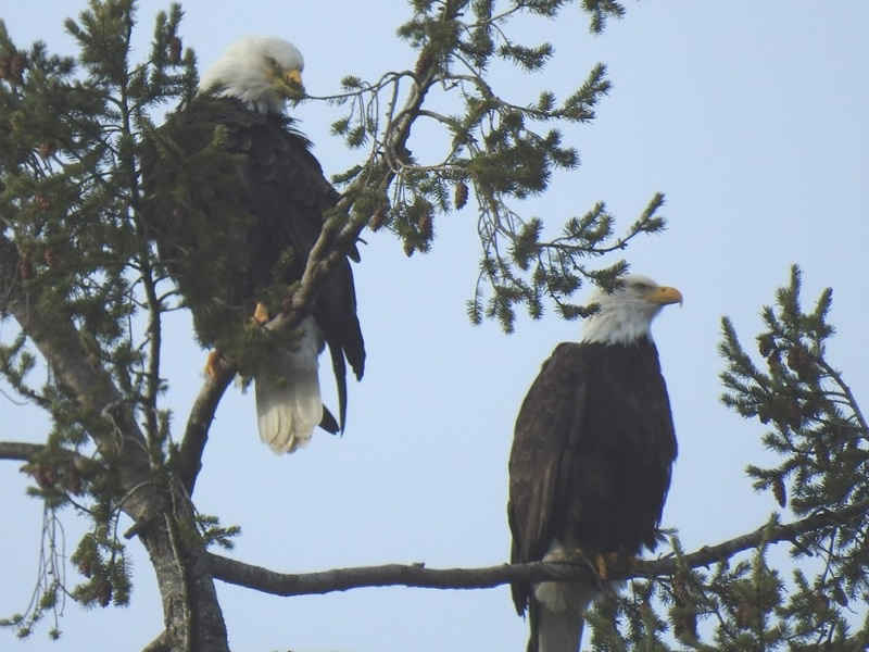 Eagles.jpg