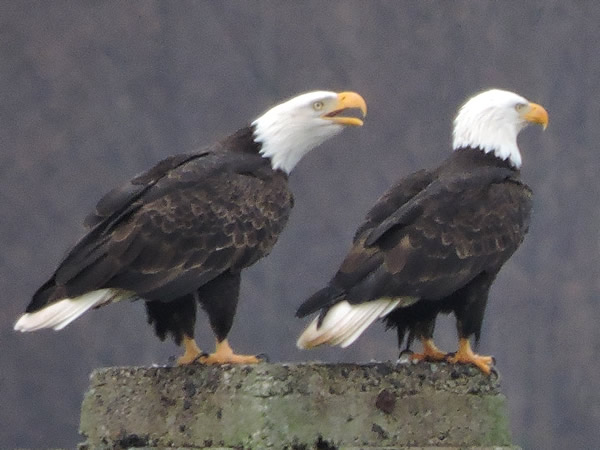 Eagles two.jpg