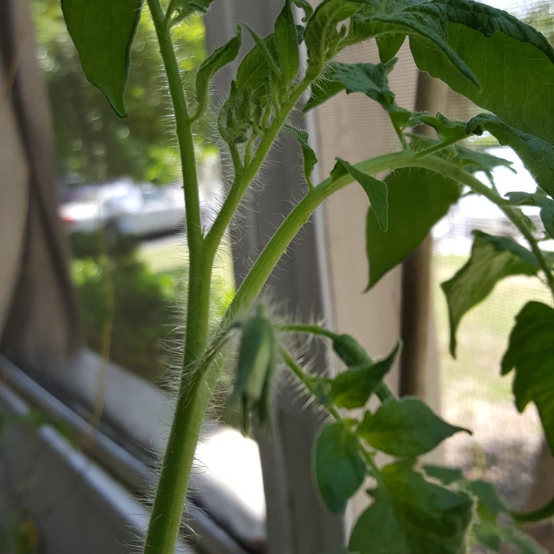 Early Girl Tomato.jpg