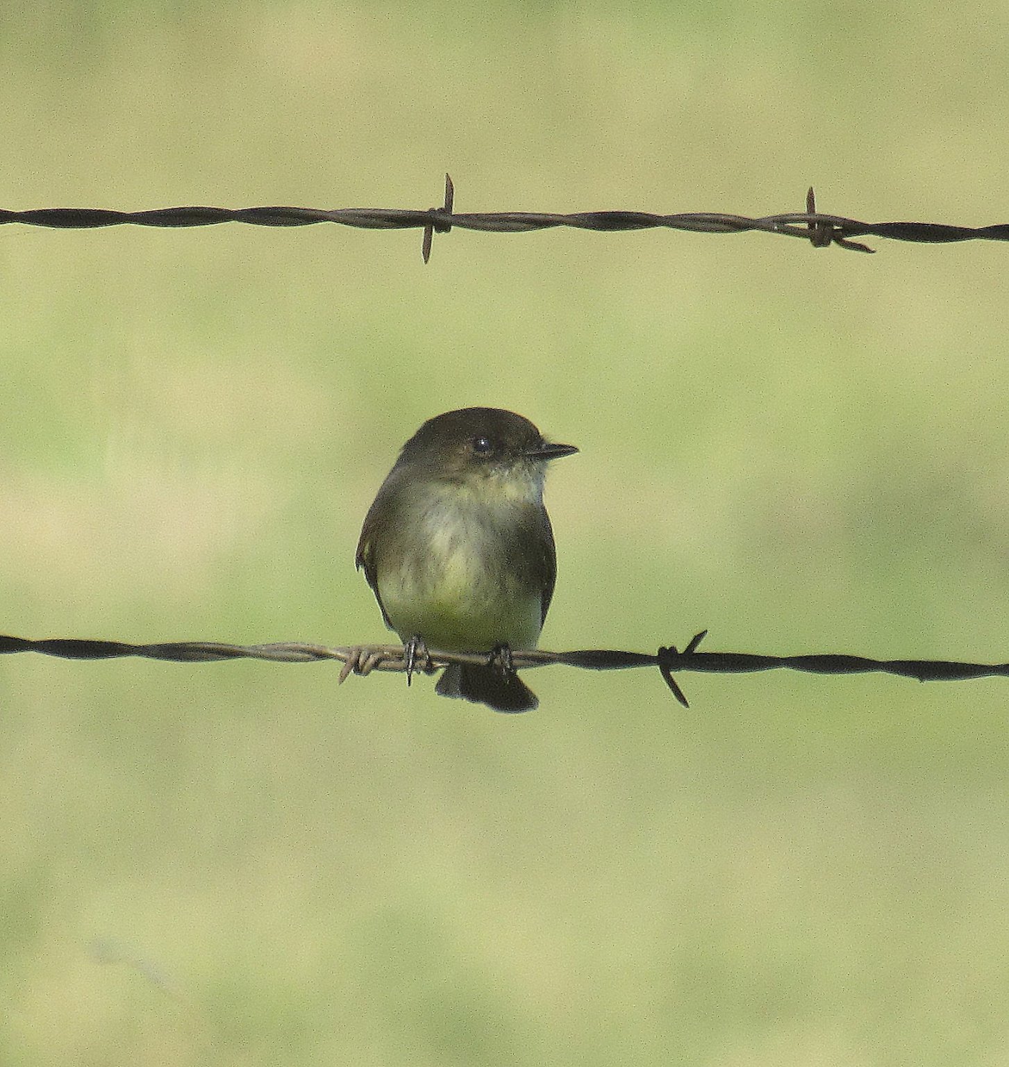 Eastern Phoebe 1.jpg