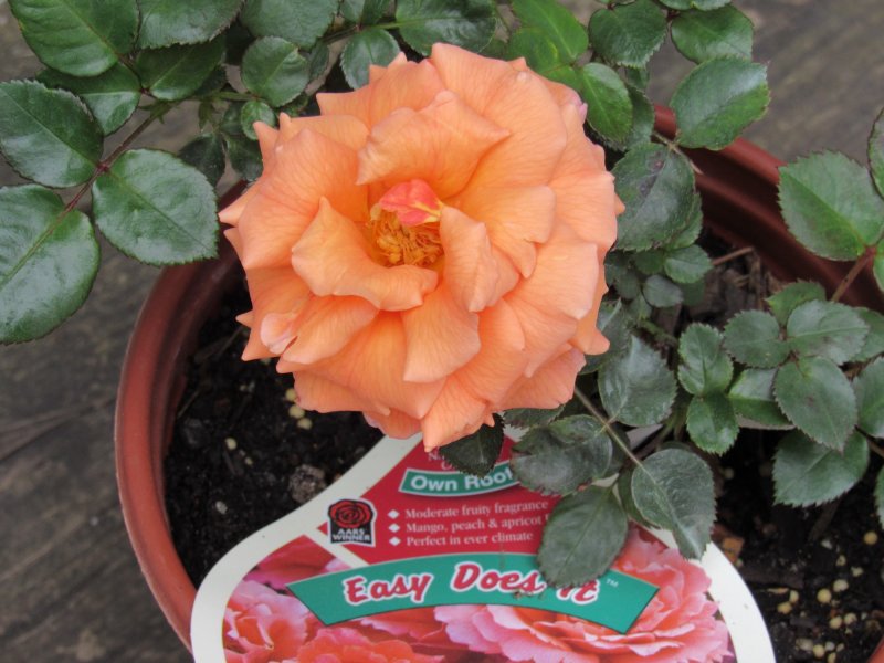 Easy Does It rose.jpg