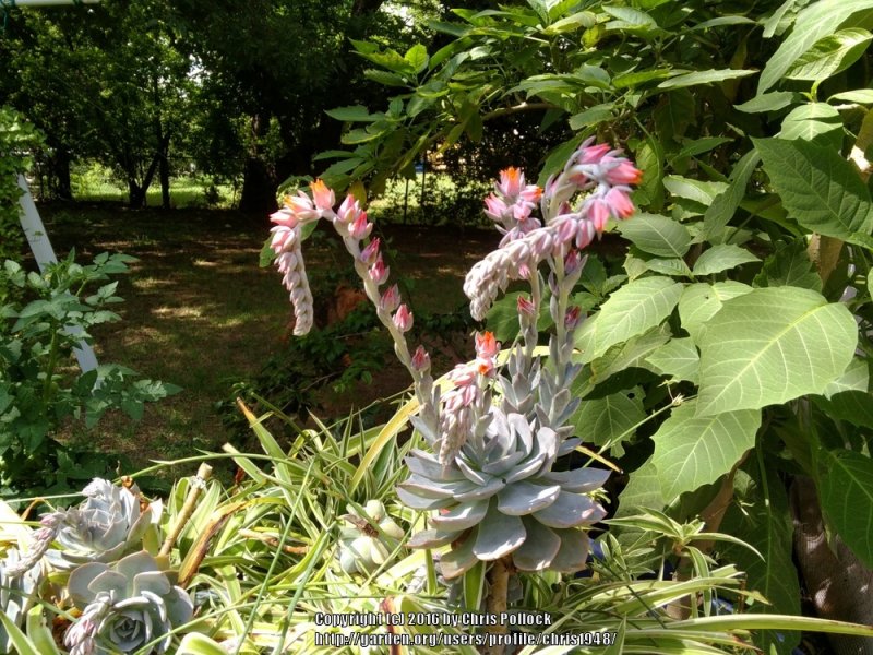 echeveria.jpg
