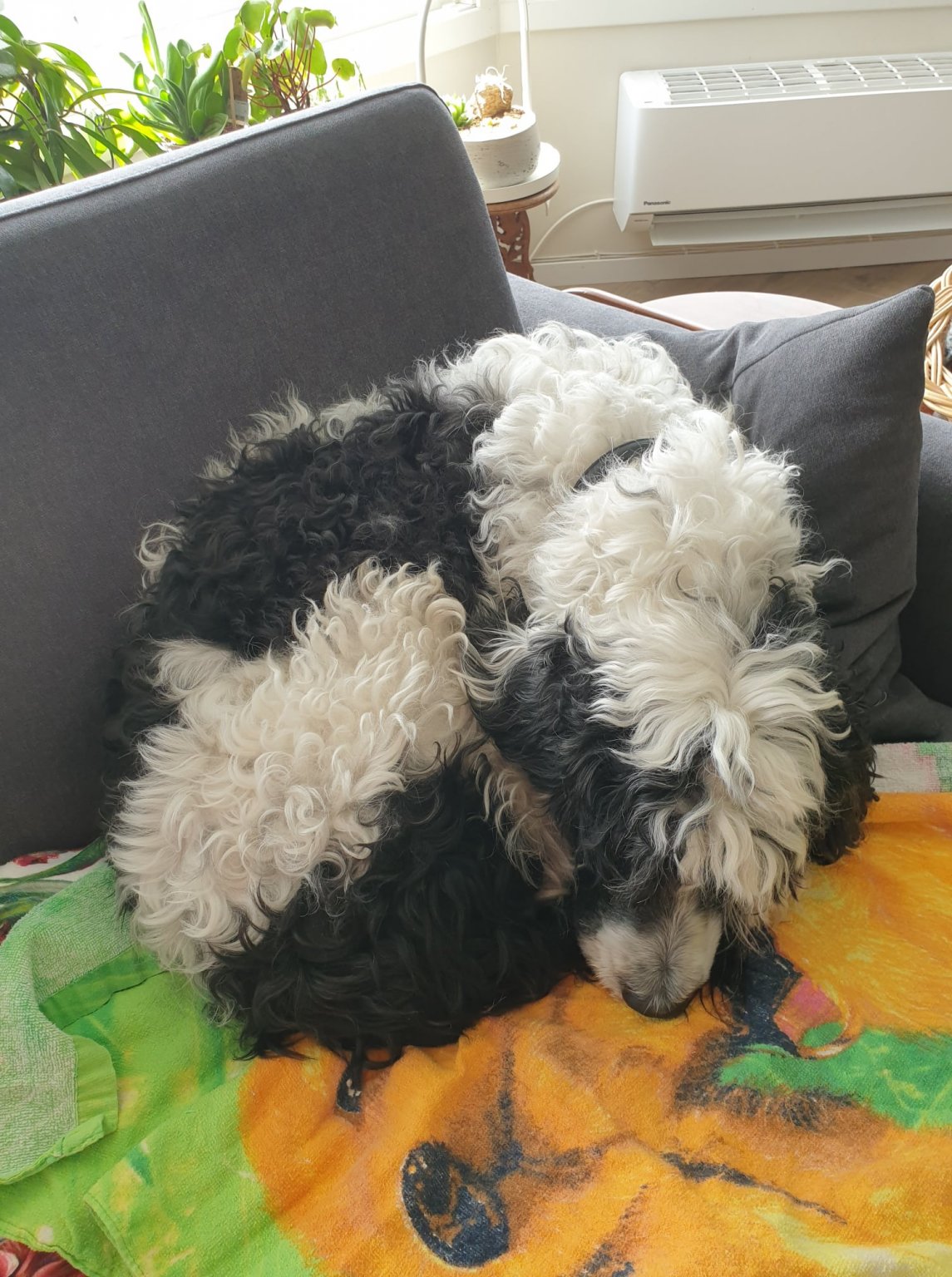 Eero på sofaen.jpg