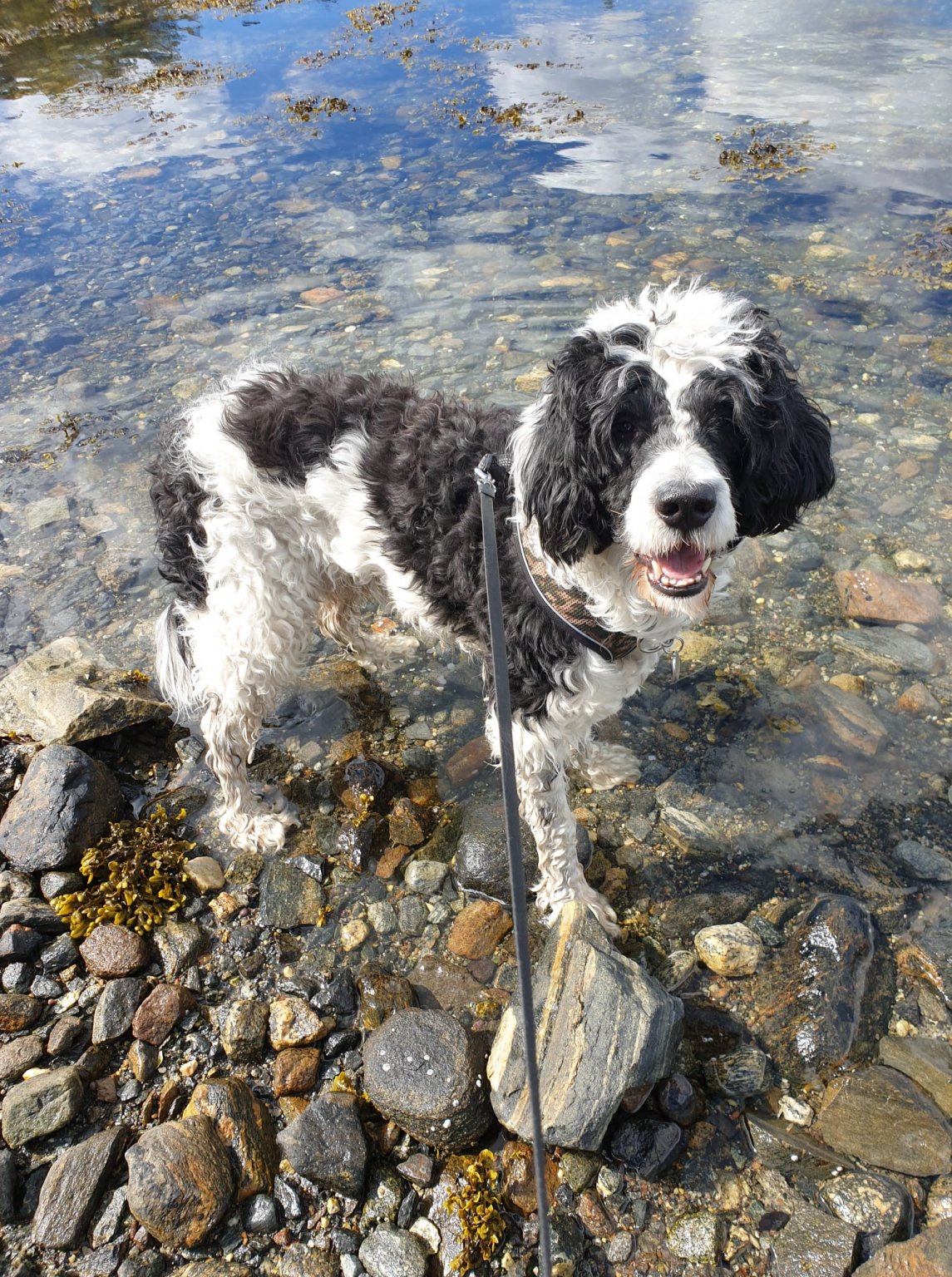 Eero vannskrekkhund.jpg