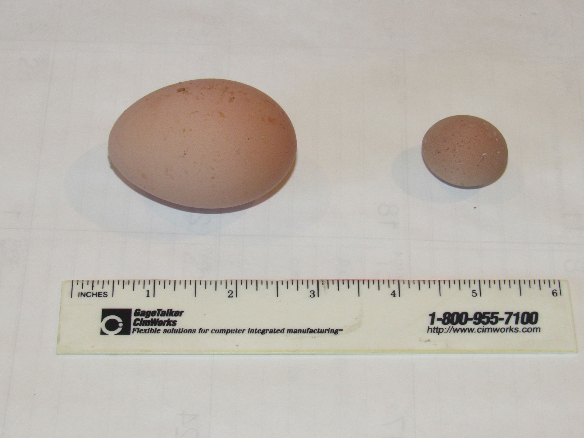 Egg comparison.jpg