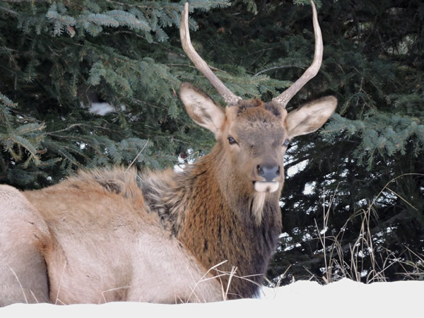elk.jpg