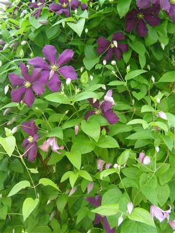 etoile violet and pagoda clematis (Small).JPG