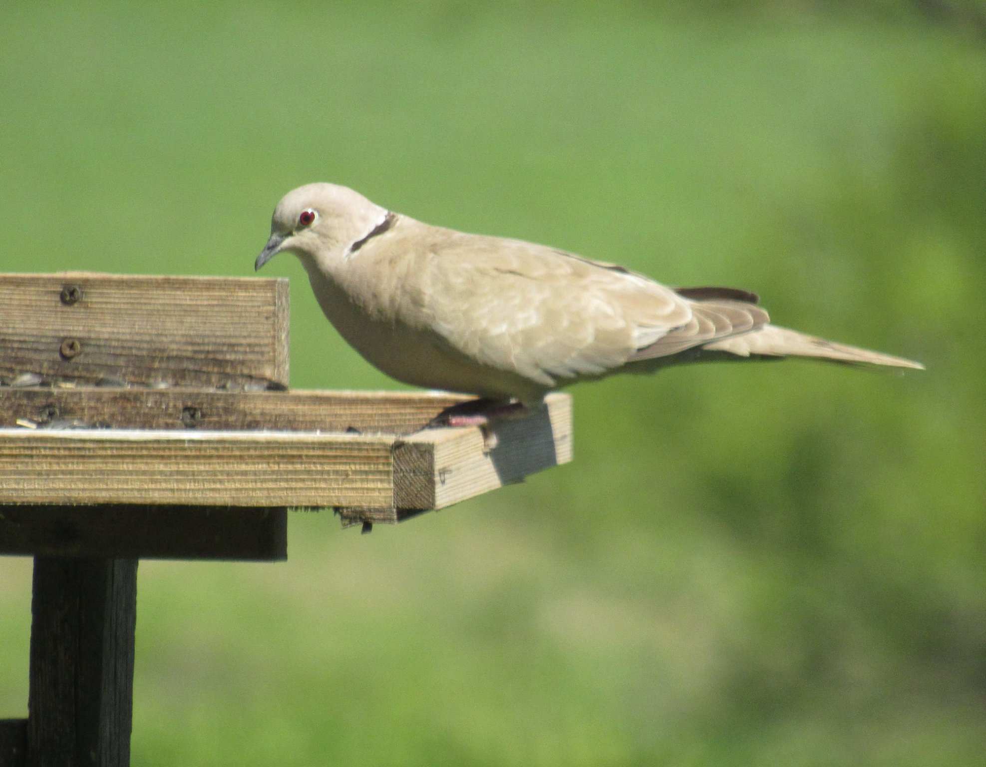 Eurasian Collared-Dove 3.jpg