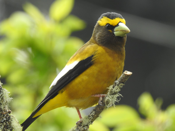 evening grosbeak.jpg