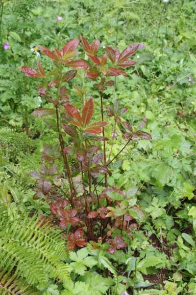 ExburyAzalea.jpg