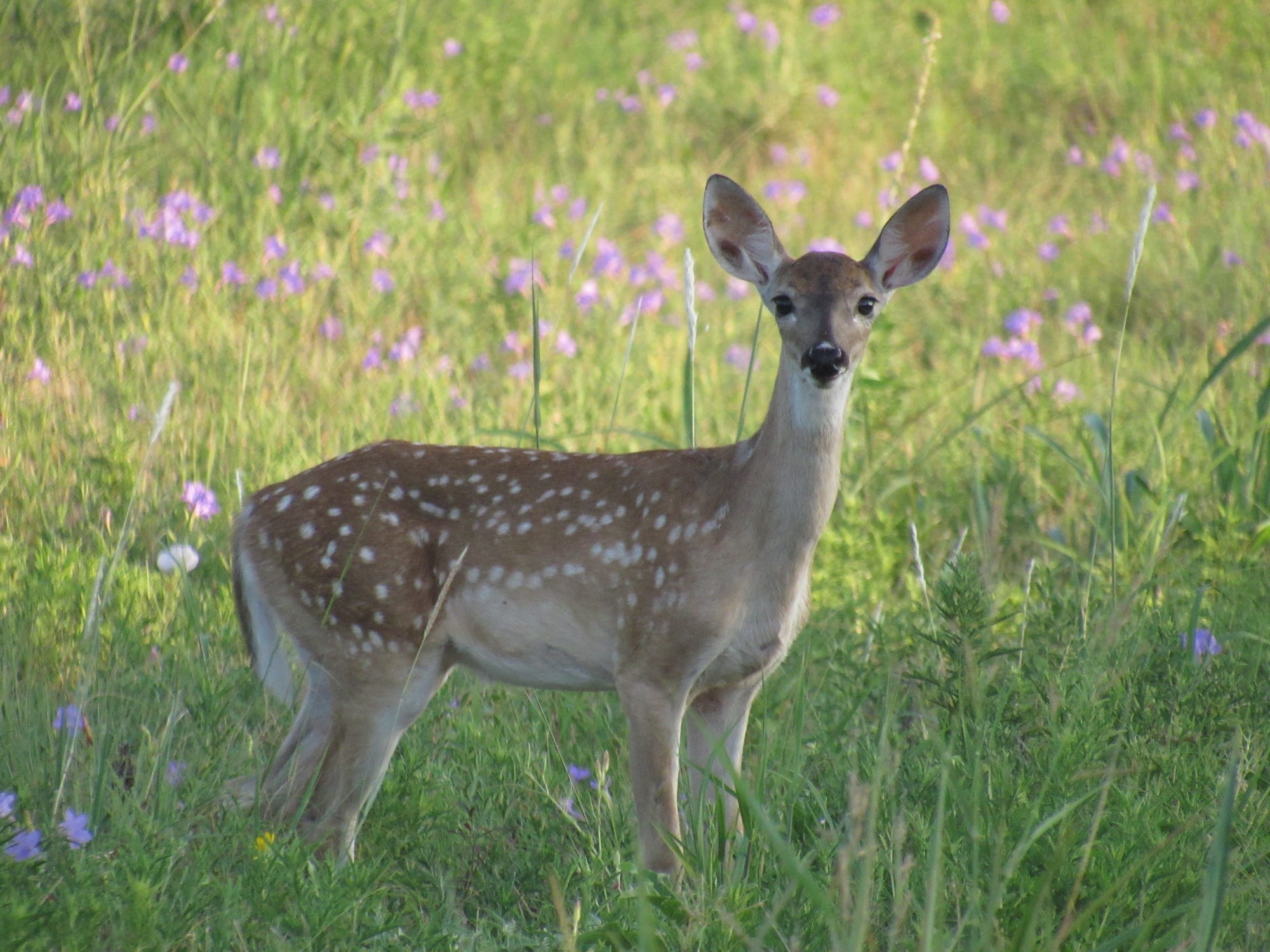 faun and flowers.jpg