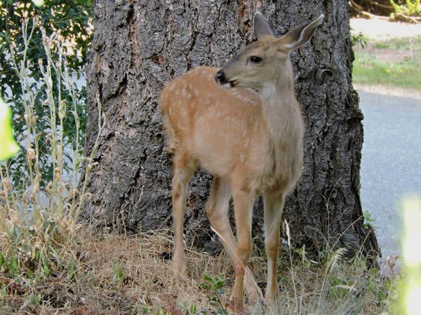 fawn (1).JPG
