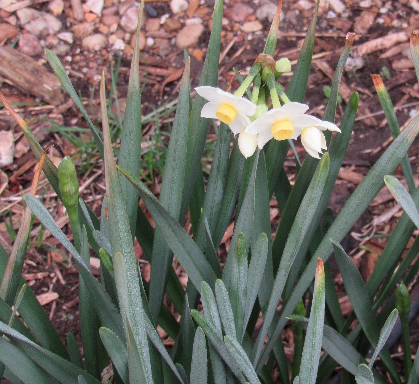 Feb. paperwhites.jpg