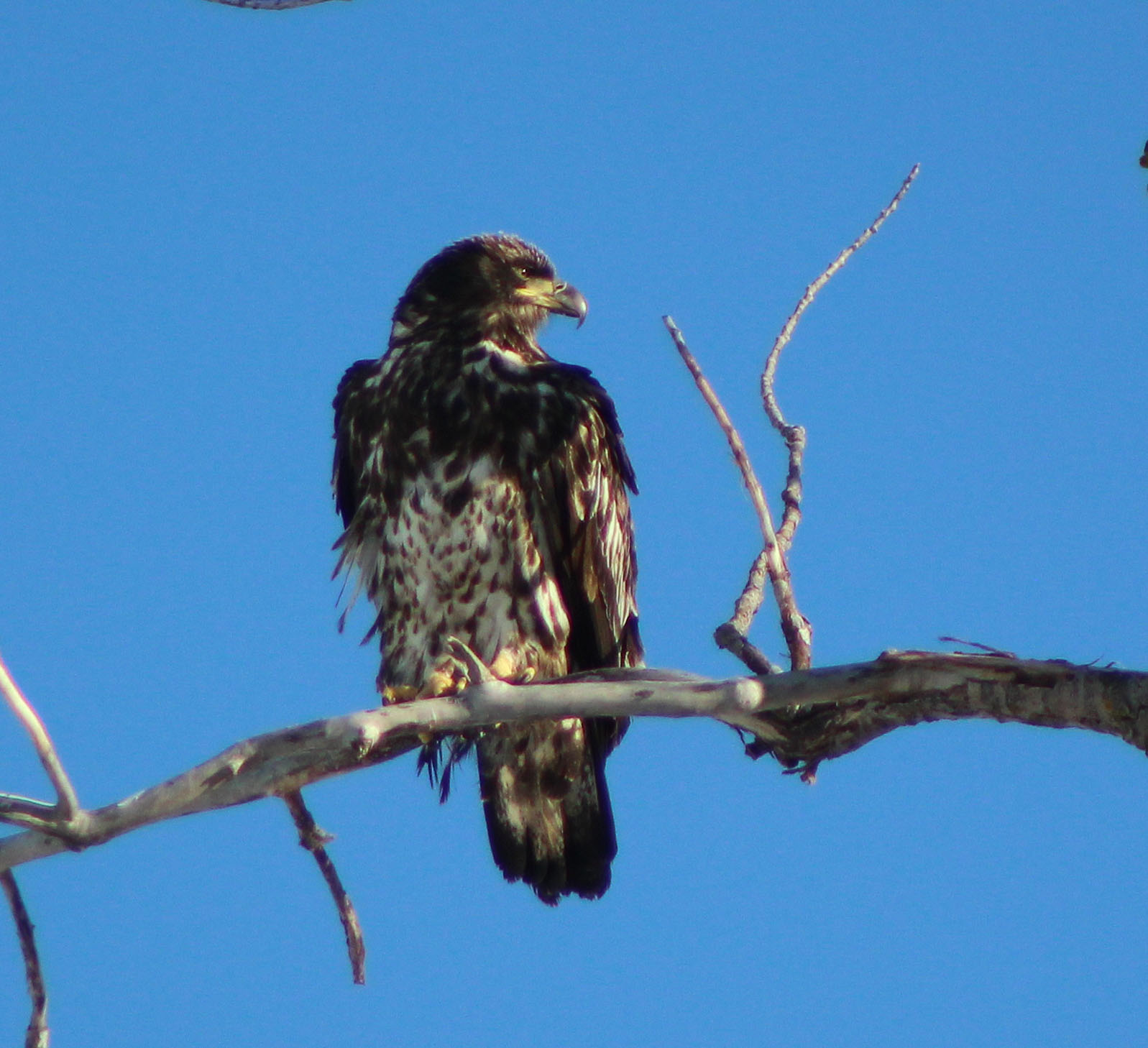 February 16, 2018 691 (2) copy.jpg