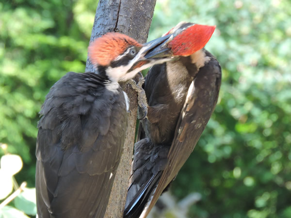 feeding pileated 2017 (8).JPG