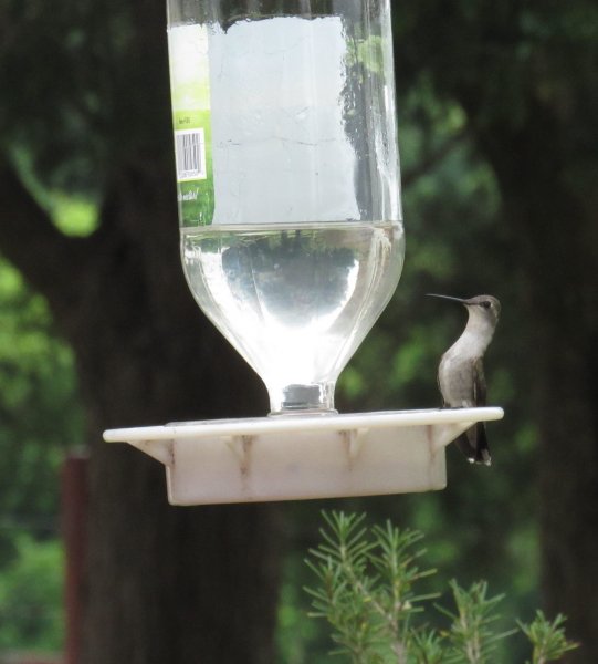 Female hummer at feeder.jpg