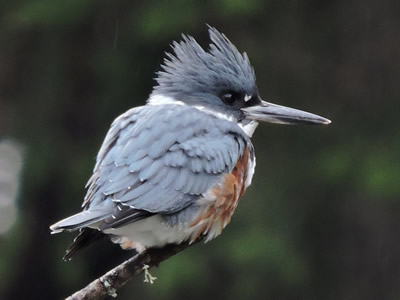 female kingfisher.jpg