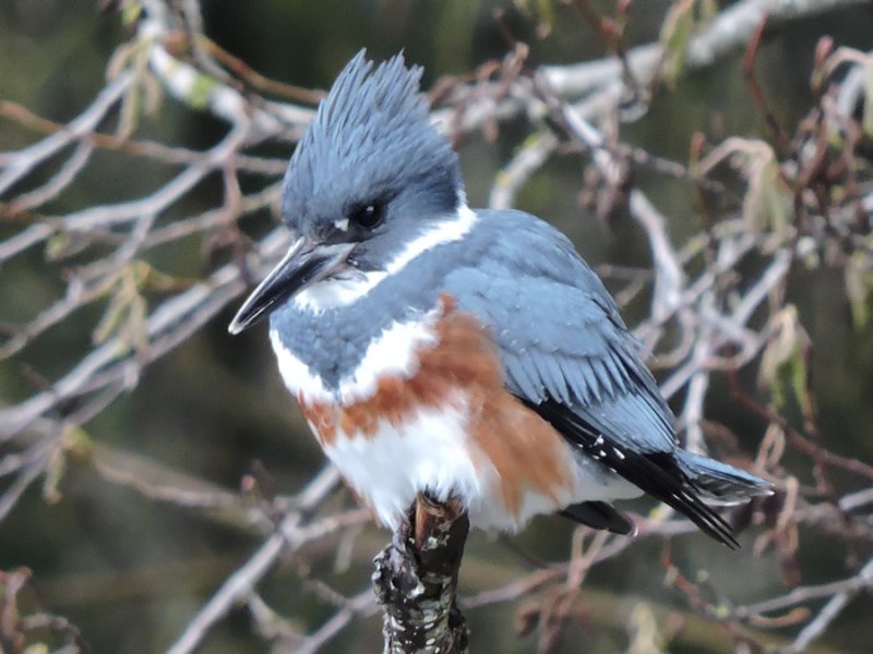 female kingfisher1.jpg