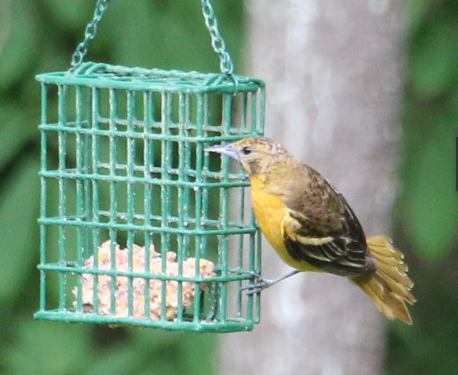 Female Orchard Oriole.jpg