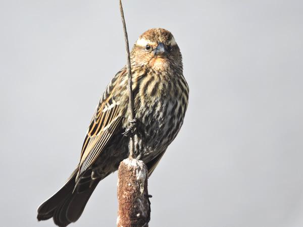 Female Red-winged Blackbird.jpg