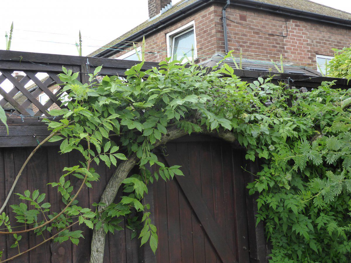 fence 2.JPG