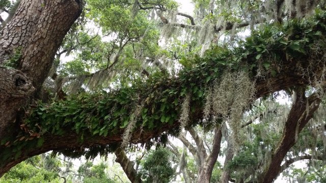 Fern Tree.jpg