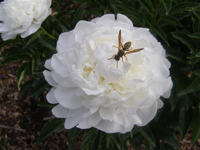 Festive Maxima with wasp (Small).JPG