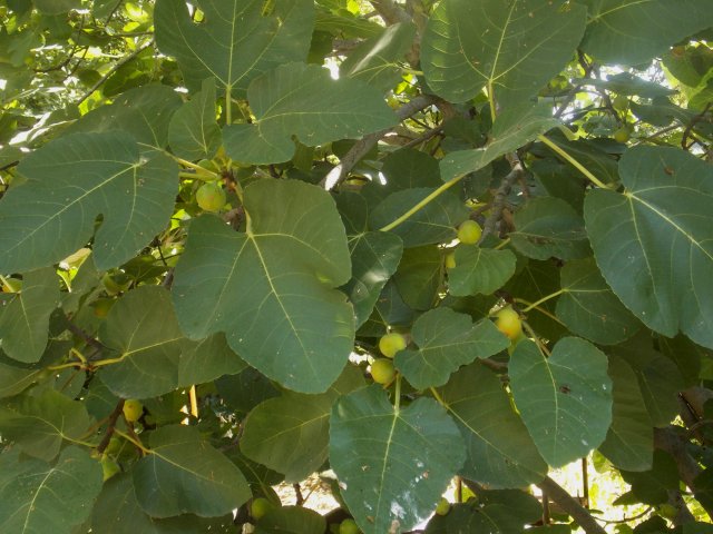 Fig3.JPG