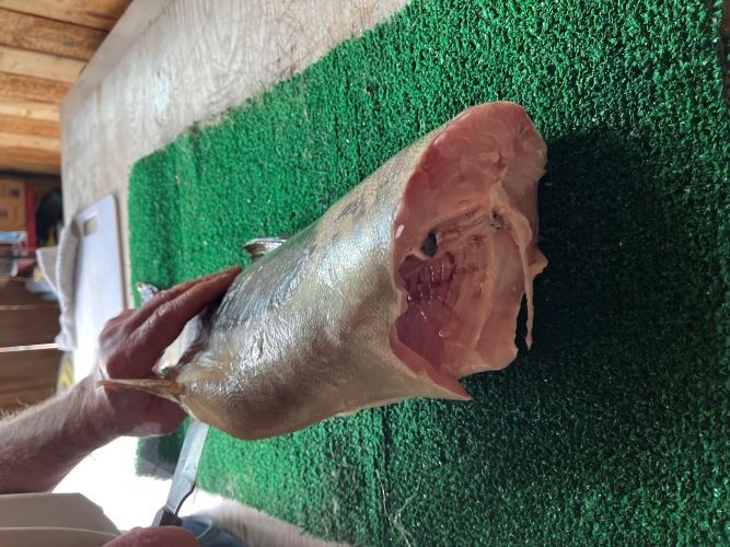 filleting .jpg