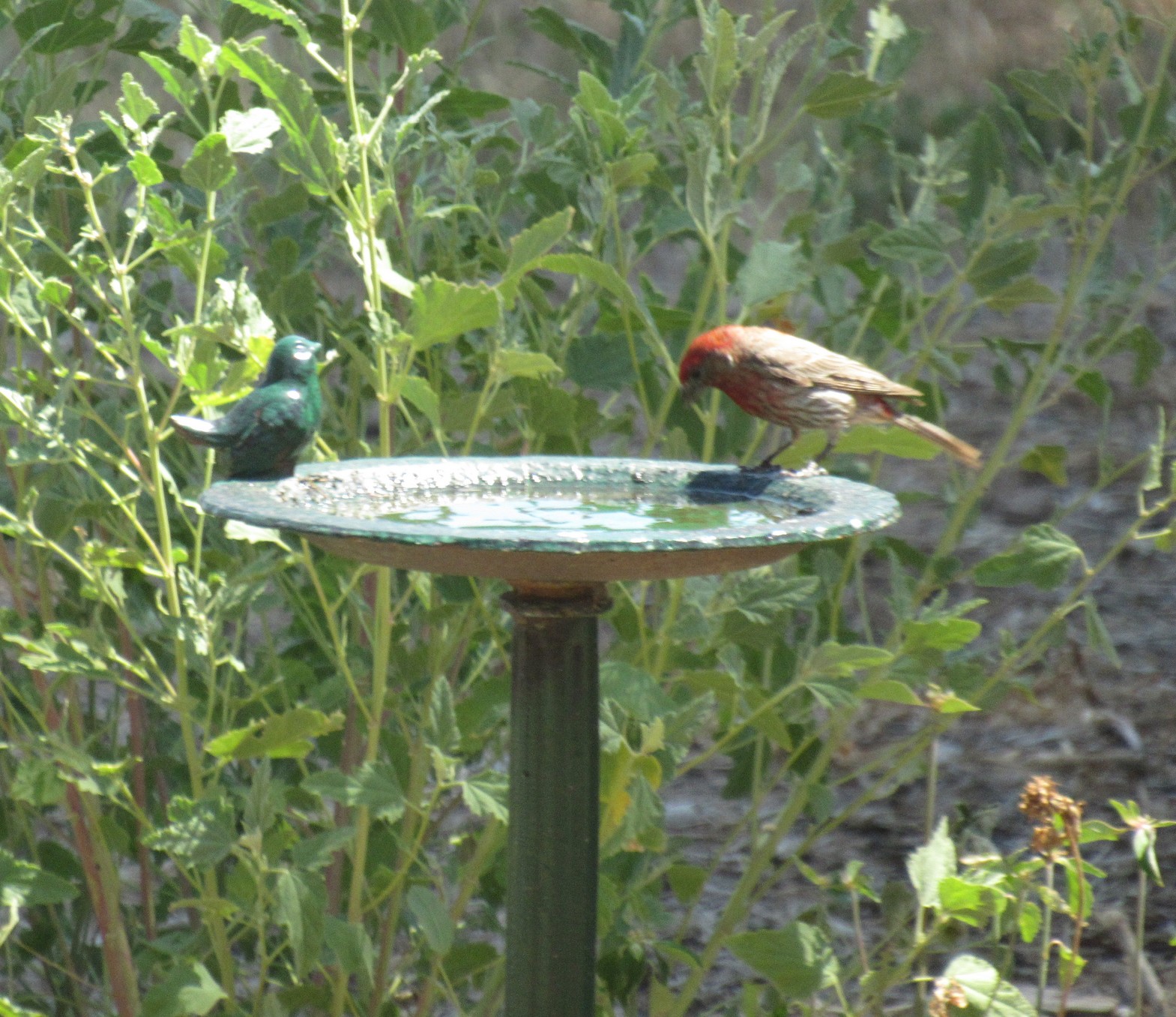 finch at water.jpg