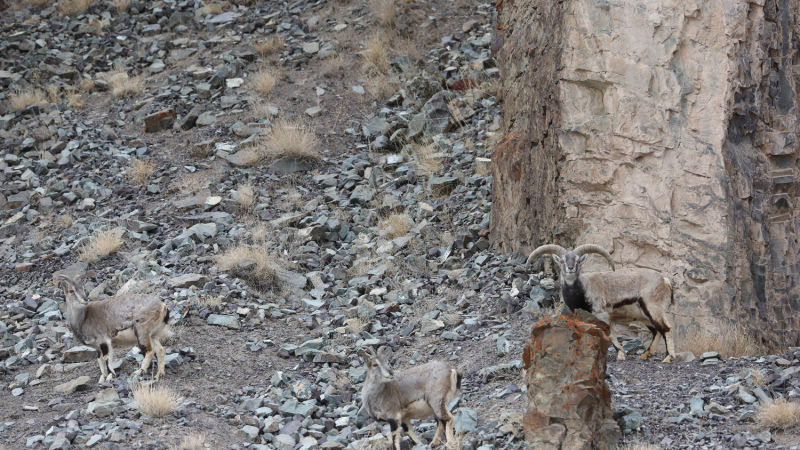 find the snow leopard.jpg