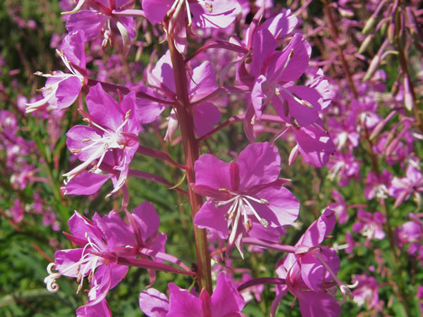fireweed (2).JPG