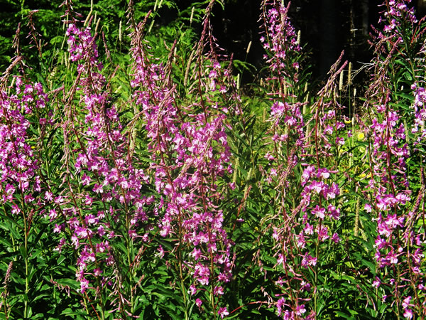 fireweed (4).JPG