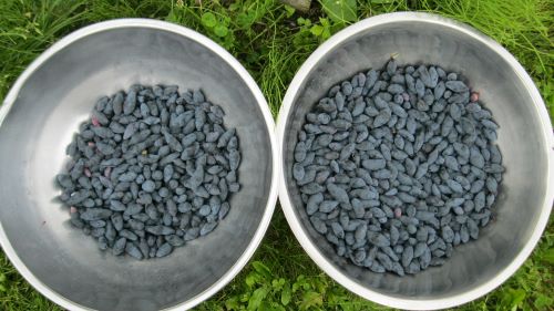 first harvest.JPG
