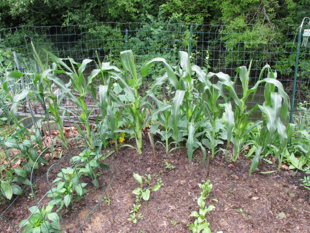 firstevercorn.jpg