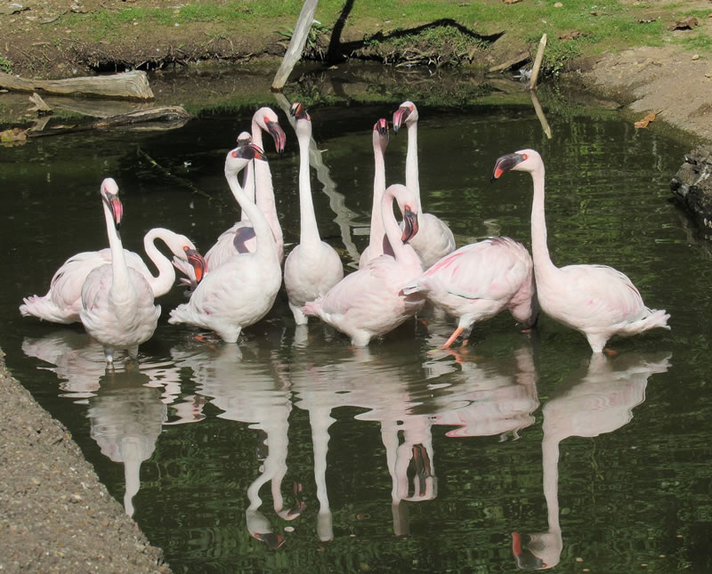 flamingos.jpg