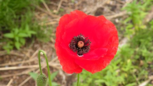 flanders poppy.JPG