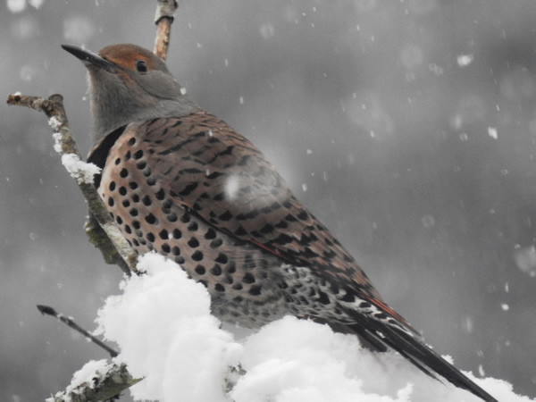 Flicker female.jpg