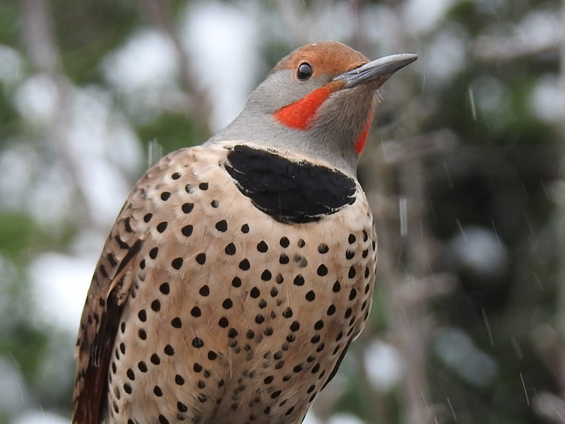 flicker.jpg