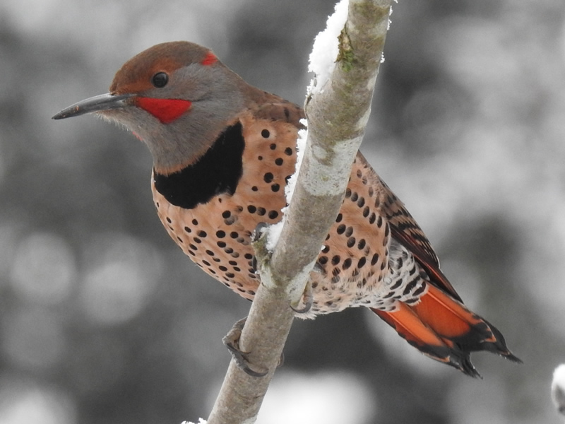 flicker.jpg