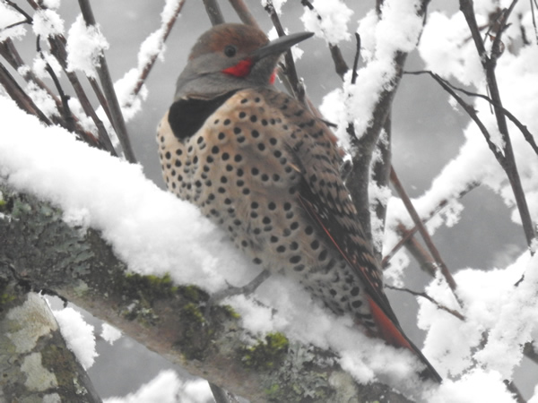 Flicker male.jpg