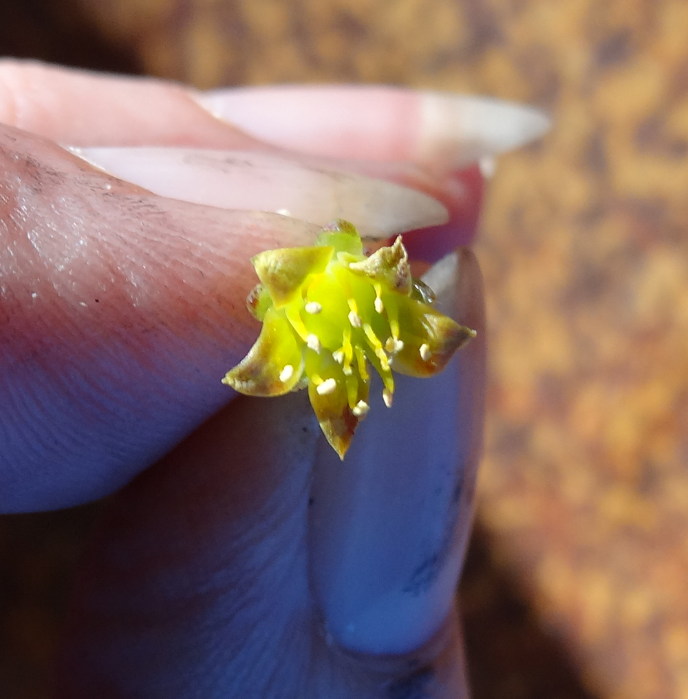 FLOWER 3.jpg