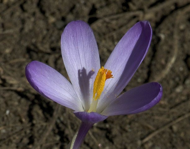 Flower.jpg