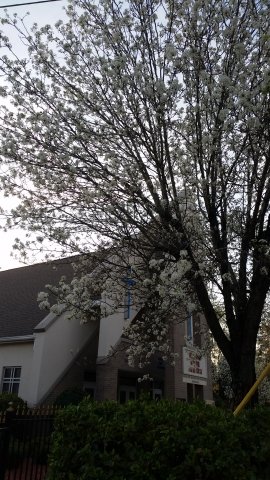 Flower Tree.jpg