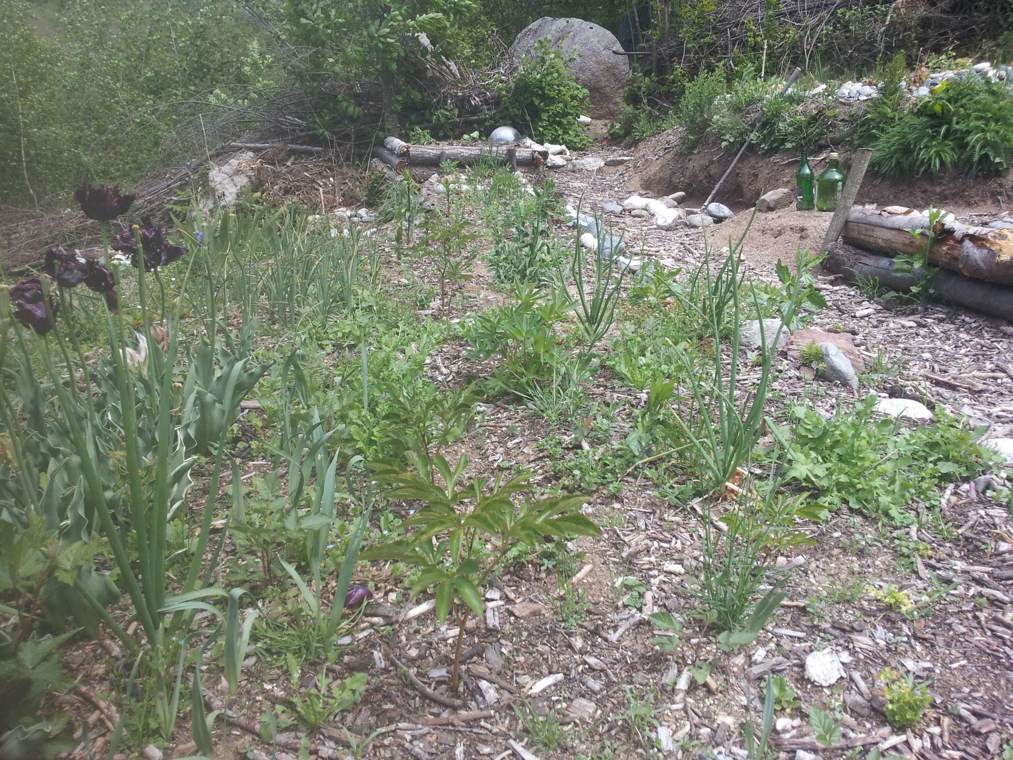 flowerbed.jpg