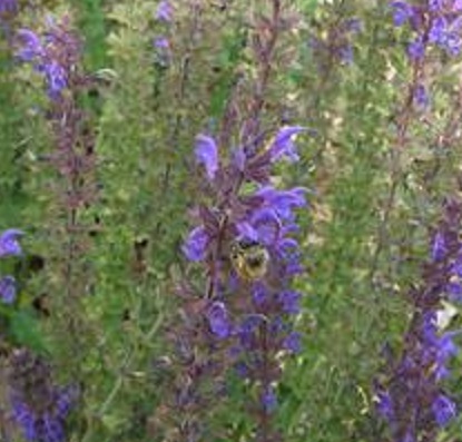 flowers 2016 024 (Small).JPG