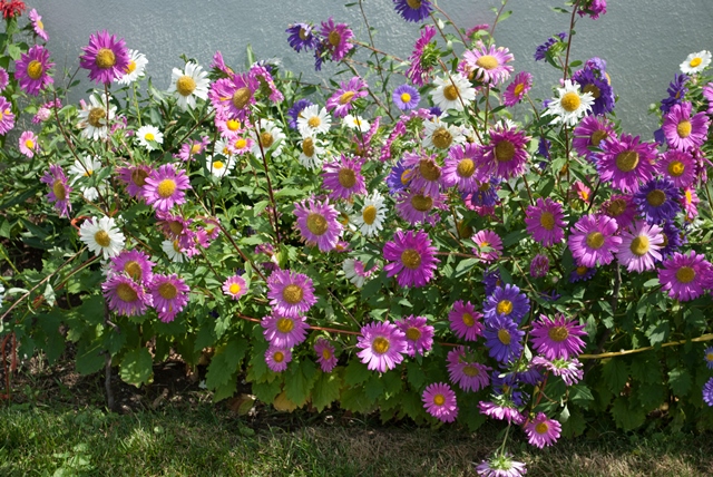 Flowers.jpg
