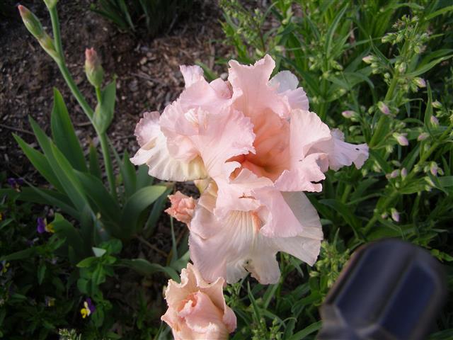 flowers june 2015 002 (Small).JPG