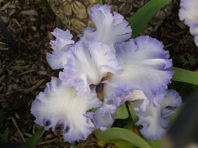 flowers june 2015 003 (Small).JPG