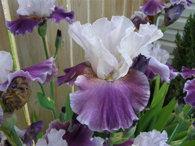 flowers june 2015 005 (Small).JPG